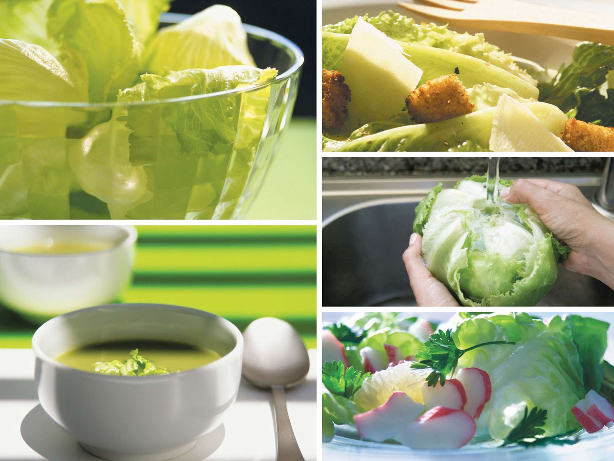 Refrescantes lechugas